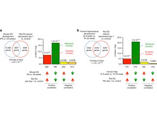 Figure from: Transdiagnostic characterization of neuropsychiatric disorders by hyperexcitation-induced immaturity