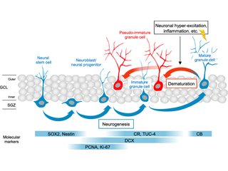 Figure from: Expression of progenitor cell/immature neuron markers does not present definitive evidence for adult neurogenesis
