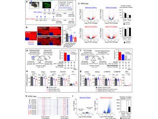 Figure from: Repetitive Neuronal Activation Regulates Cellular Maturation State via Nuclear Reprogramming