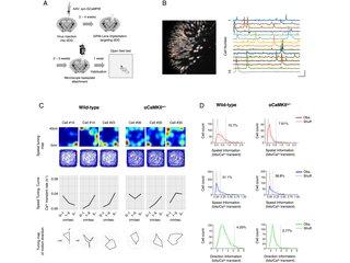 Figure from: Multiple types of navigational information are independently encoded in the population activities of the dentate gyrus neurons
